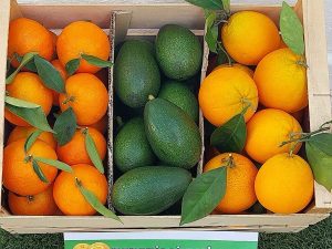 Mandarinas + Naranjas + Aguacates- 14,5 kg
